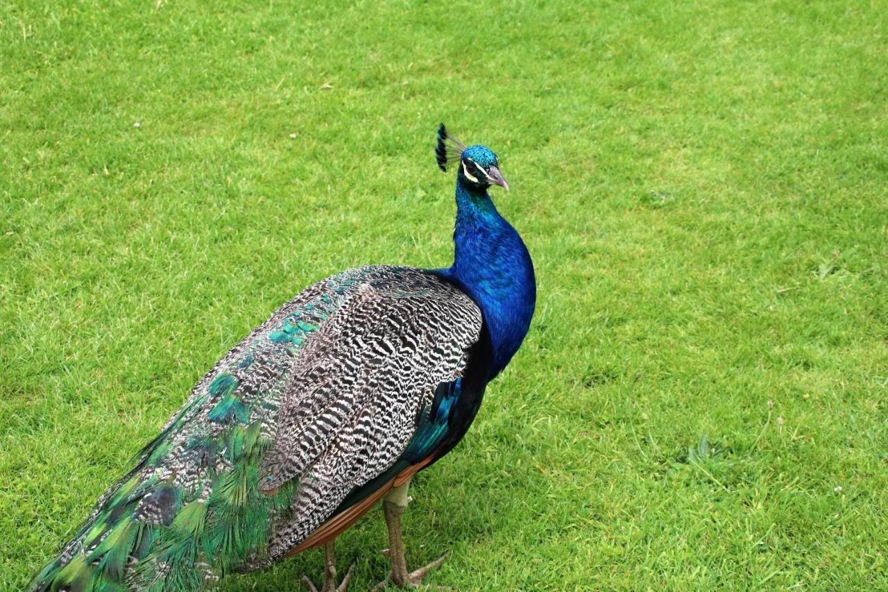 Peacock Villa Daratsos Luaran gambar